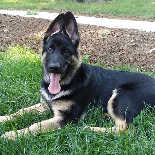 German shepherd for store sale north east