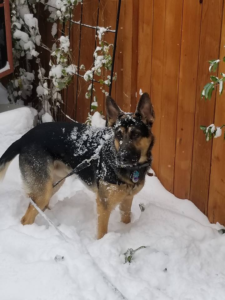 Atlas snow dog 10-2018