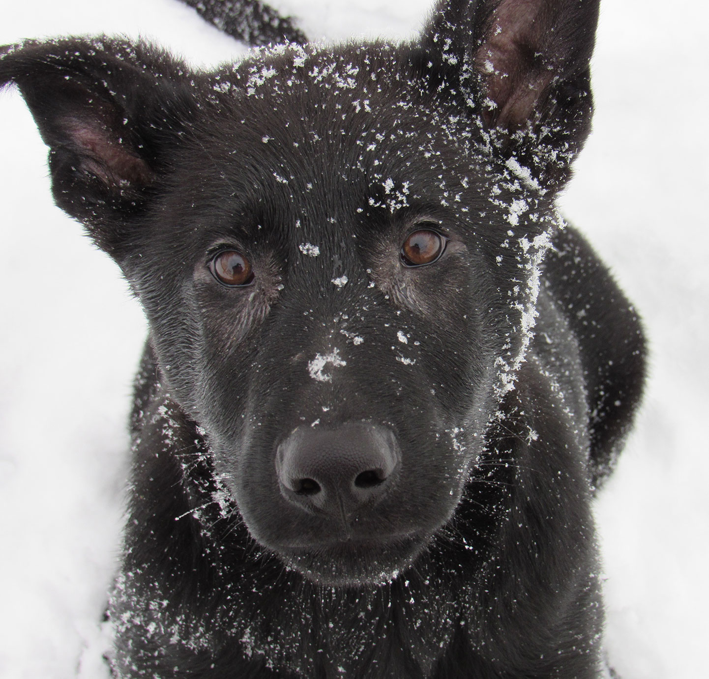 Luger-closeup-in-snow-12-4-18