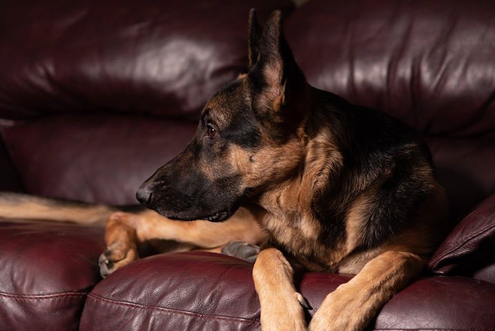 Murphy Peterson on couch awesome pic 2-4-19