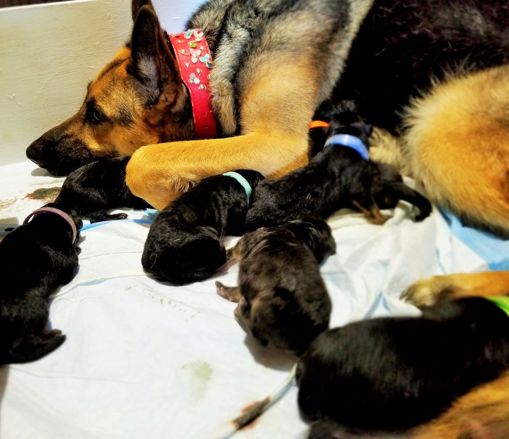 Hilda sleepy with 9 pups 7-4-17