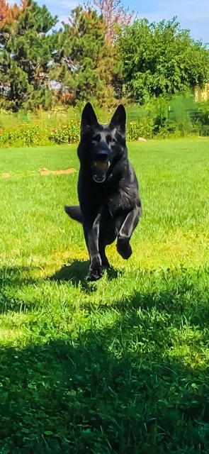 Tyson running with ball in mouth 9-19