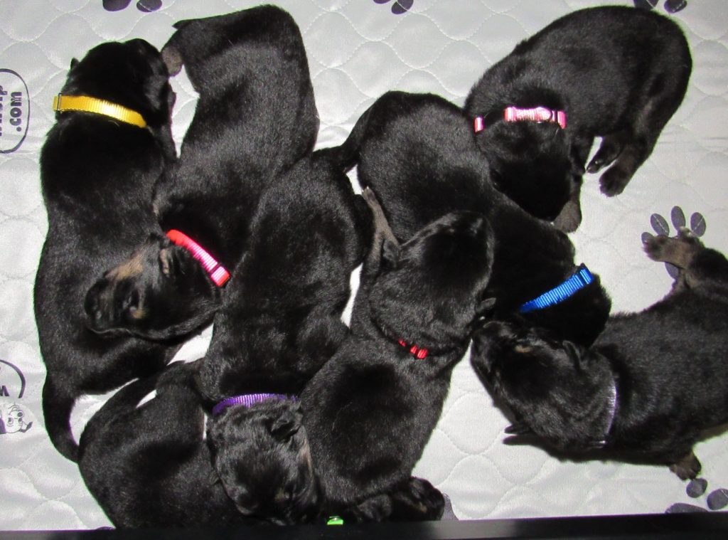 all 8 pups #2 fbook week 1 9-4-19