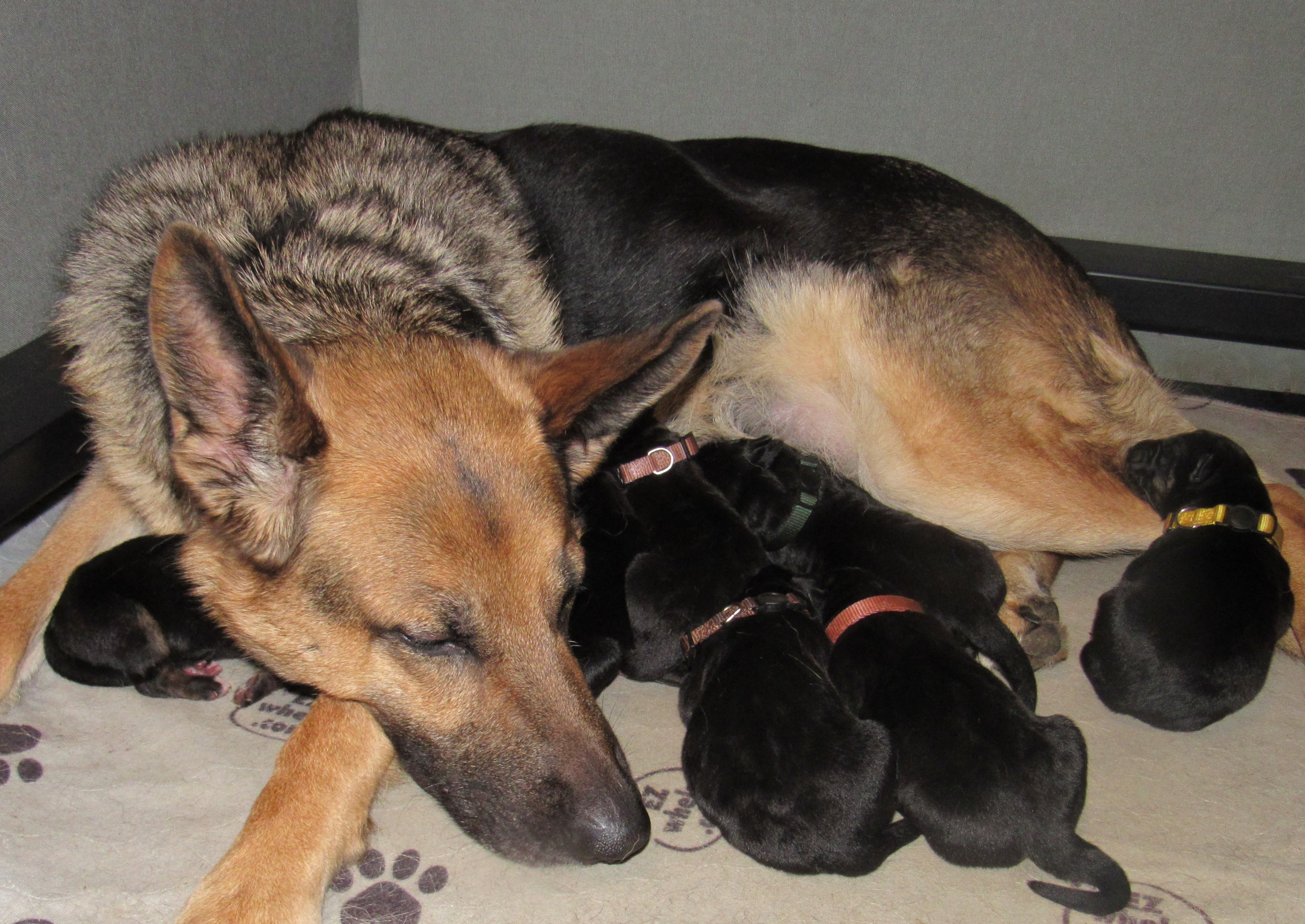 Hilda cuddle 7 pups 1-18-20